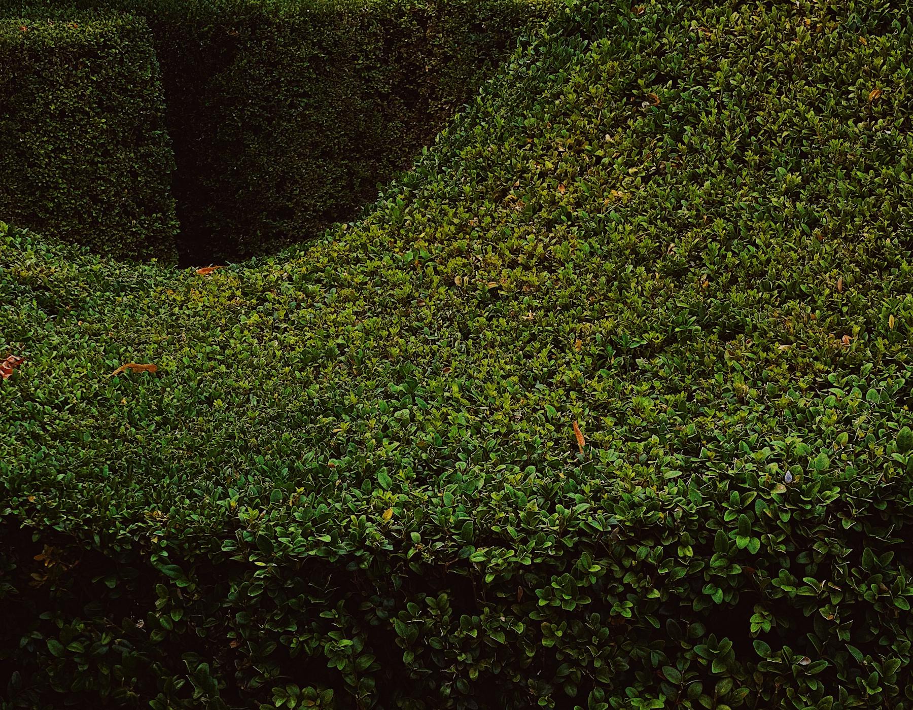 A neatly trimmed garden hedge